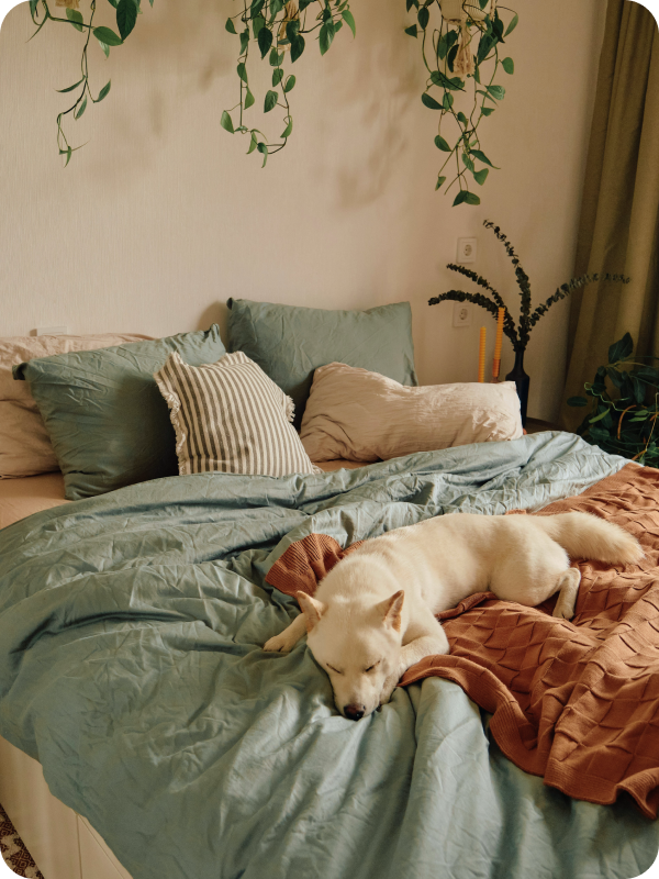 A white dog sleeping contentedly on a bed with sage green and terracotta bedding in a plant-filled bedroom in Germany.