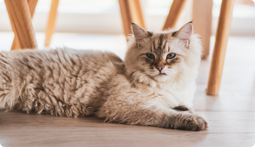 Cat chilling