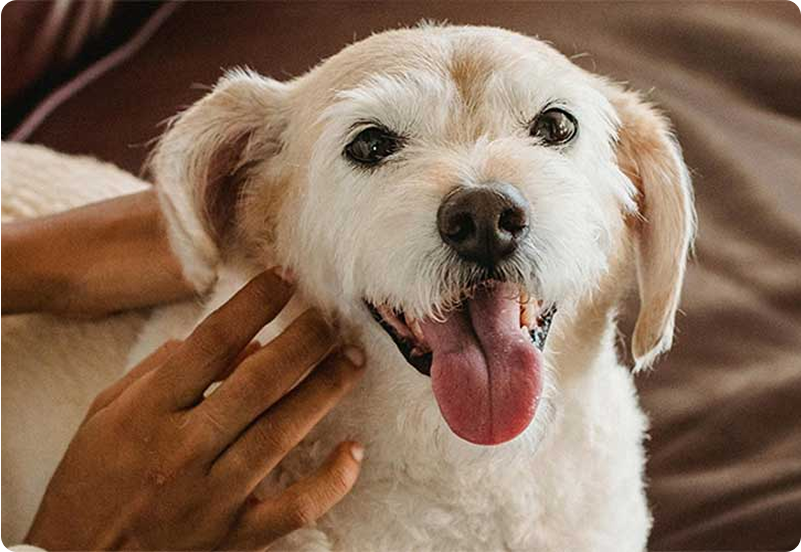  is pet insurance worth it hero image