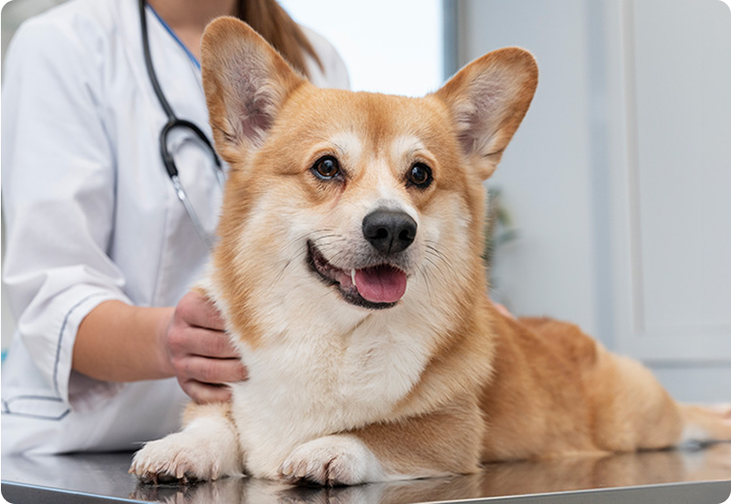  pet insurance statistics hero