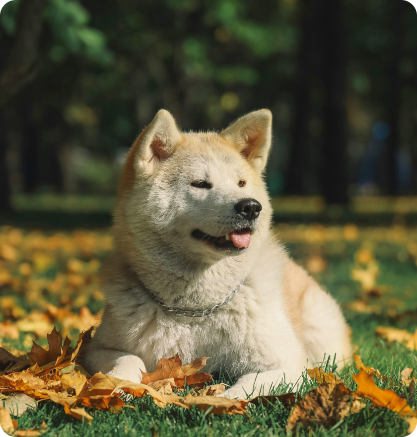 Perro (akita inu) acostado en un parque sobre el suelo, entre hojas, en un día soleado.
