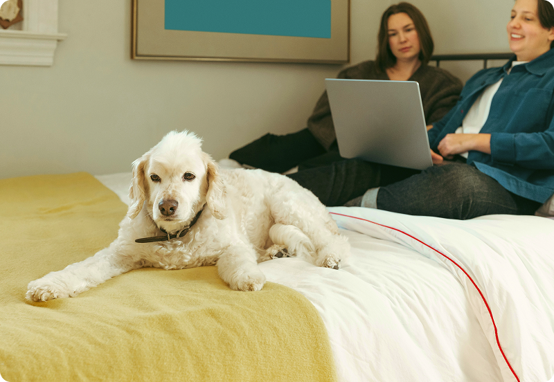 Pet Health Insurance